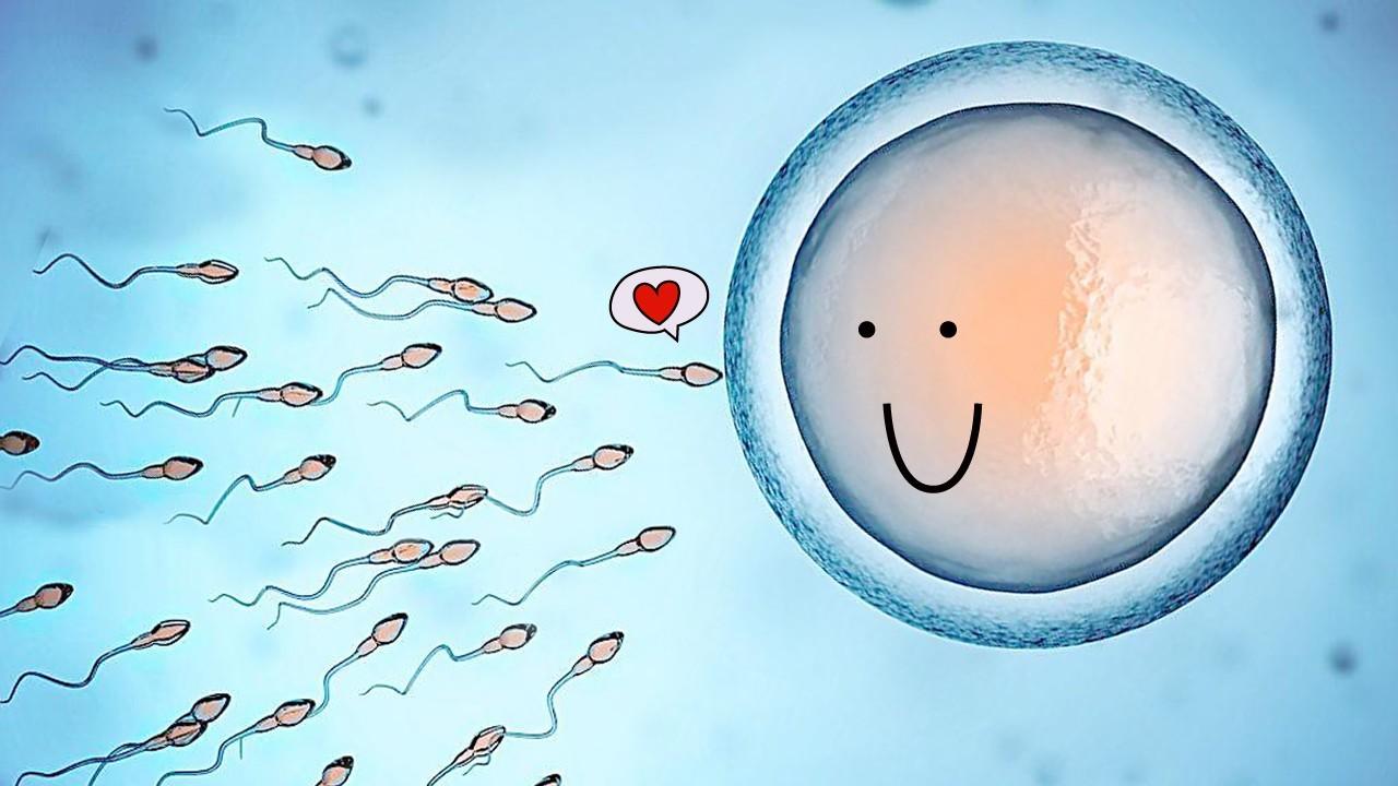 所有的囊胚都能以如此高的成功率进行移植吗？