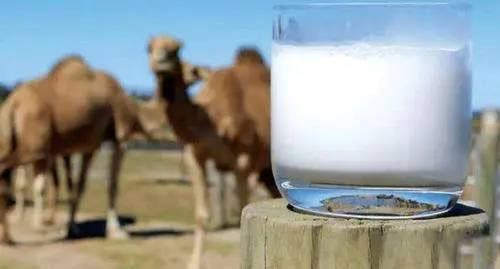 骆驼奶粉多少钱一罐 我在哪里可以买到真正的骆驼奶粉？